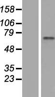 ZNF317 Human Over-expression Lysate