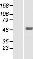 ZBTB26 Human Over-expression Lysate