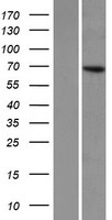 KLHL8 Human Over-expression Lysate