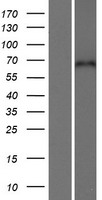 CPNE5 Human Over-expression Lysate