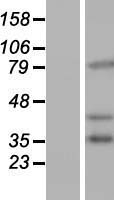 PCDHB16 Human Over-expression Lysate