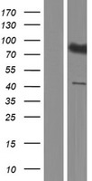 SLC7A14 Human Over-expression Lysate
