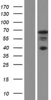 NCOA5 Human Over-expression Lysate
