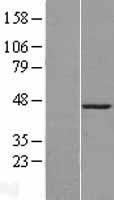 CBX8 Human Over-expression Lysate