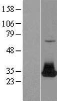 FGF12 Human Over-expression Lysate