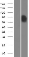 Syntrophin (SNTB1) Human Over-expression Lysate