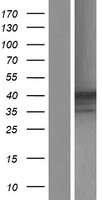 HPR Human Over-expression Lysate
