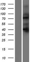 SORBS2 Human Over-expression Lysate