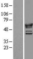 NMT1 Human Over-expression Lysate