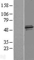 NFS1 Human Over-expression Lysate