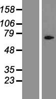 Cylicin 1 (CYLC1) Human Over-expression Lysate