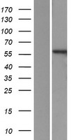 PPP3CB Human Over-expression Lysate
