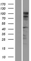 Reticulon 1 (RTN1) Human Over-expression Lysate