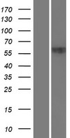 ZNF20 Human Over-expression Lysate