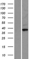 CCNO Human Over-expression Lysate