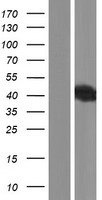 TXNDC13 (TMX4) Human Over-expression Lysate