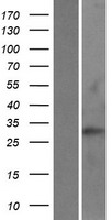 RAB40C Human Over-expression Lysate