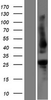 PHR1 (PLEKHB1) Human Over-expression Lysate