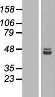 SQOR Human Over-expression Lysate