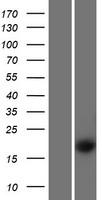 WFDC1 Human Over-expression Lysate