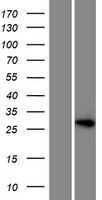 HOXD12 Human Over-expression Lysate