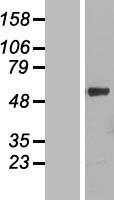 CYPIVF11 (CYP4F11) Human Over-expression Lysate