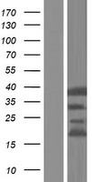 C6orf47 Human Over-expression Lysate