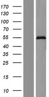 ZNF71 Human Over-expression Lysate