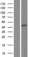 FAM108C1 (ABHD17C) Human Over-expression Lysate
