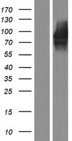 Cadherin 22 (CDH22) Human Over-expression Lysate