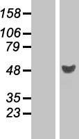 RRAGD Human Over-expression Lysate