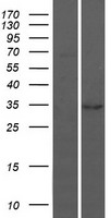 BARX1 Human Over-expression Lysate