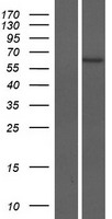 ZNF708 Human Over-expression Lysate