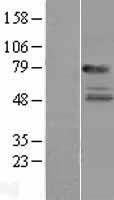 IL22RA1 Human Over-expression Lysate