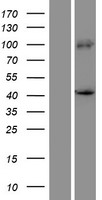 PRDM12 Human Over-expression Lysate
