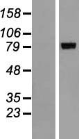 ALOXE3 Human Over-expression Lysate