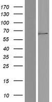 C19orf28 (MFSD12) Human Over-expression Lysate
