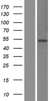 FADS3 Human Over-expression Lysate