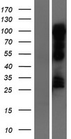 NR1D1 Human Over-expression Lysate