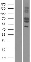 MFAP3L Human Over-expression Lysate