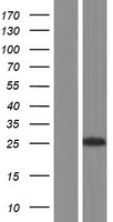 DNAJC12 Human Over-expression Lysate