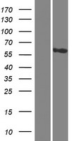 CCDC81 Human Over-expression Lysate