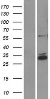 CCDC90B Human Over-expression Lysate