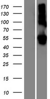 LMAN1L Human Over-expression Lysate