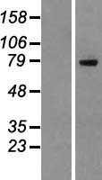 DHX35 Human Over-expression Lysate
