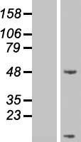 Secretin (SCT) Human Over-expression Lysate