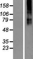 GABA A Receptor beta 3 (GABRB3) Human Over-expression Lysate