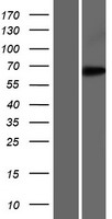 EEFSEC Human Over-expression Lysate