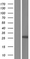 ATG101 Human Over-expression Lysate