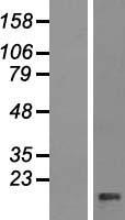 PPP1R11 Human Over-expression Lysate